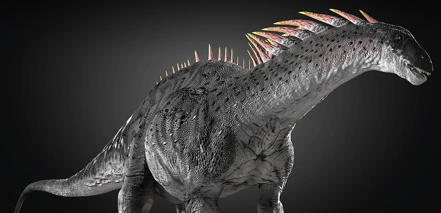 Amargasaurus Dinosaur On Gray Photograph by Robert Fabiani