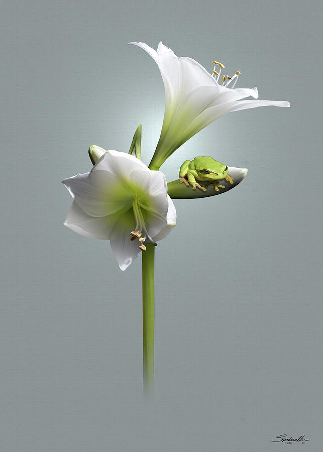 Amaryllis and Frog Digital Art by M Spadecaller