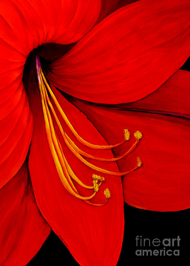 Amaryllis 2 by Rachel Lowry Amaryllis 2 by Rachel Lowry