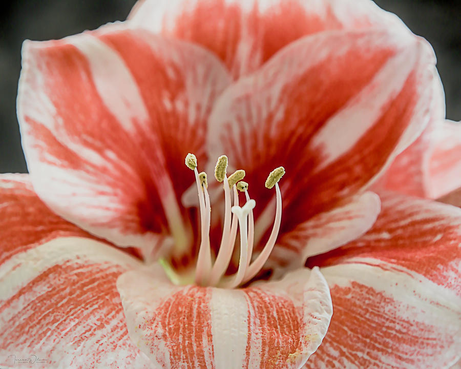 Amaryllis 9349 by TL Wilson Photography Photograph by Teresa Wilson