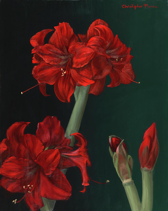 Flower Painting - Amaryllis Amigo by Christopher Pierce