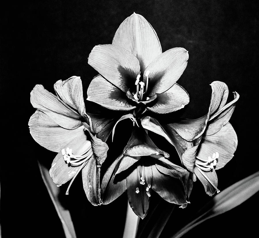 Amaryllis Black And White Flower Photograph
