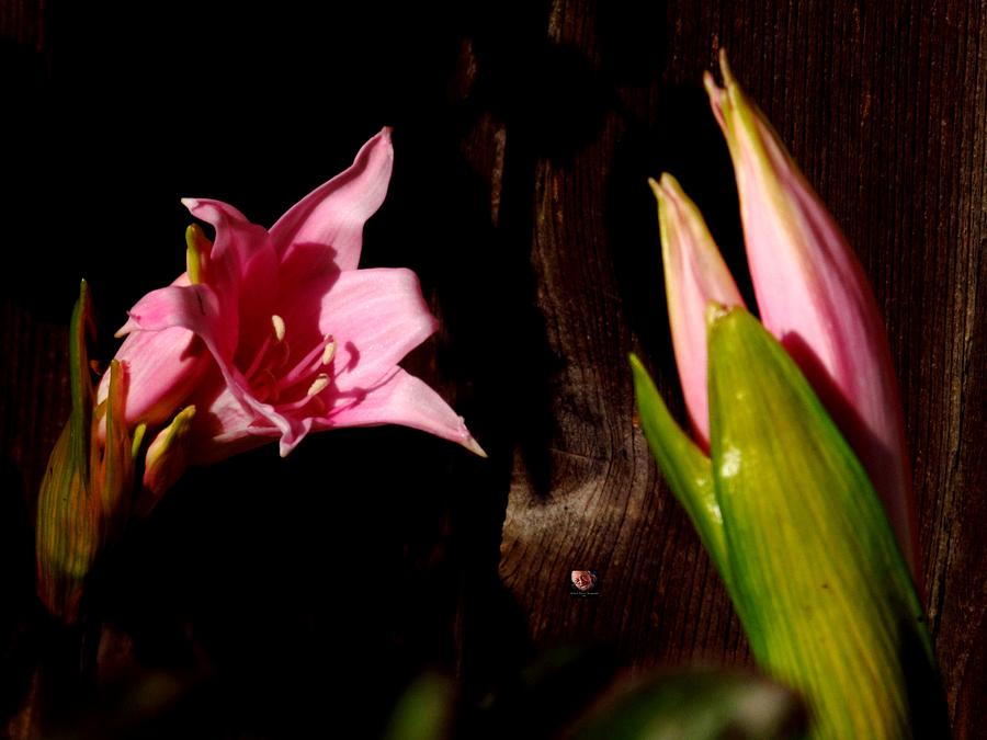 Amaryllis Blooms Photograph by Richard Thomas