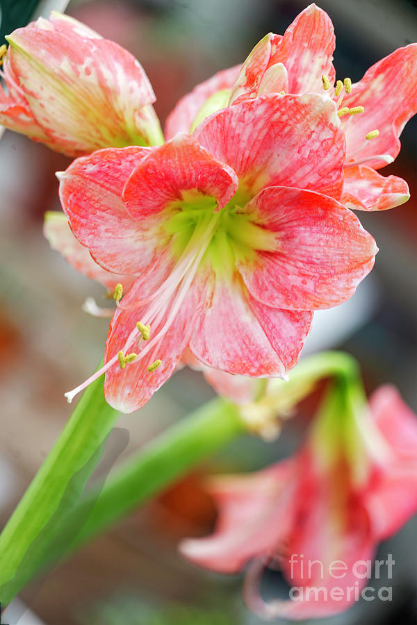 Amaryllis by Cathy Donohoue Amaryllis by Cathy Donohoue