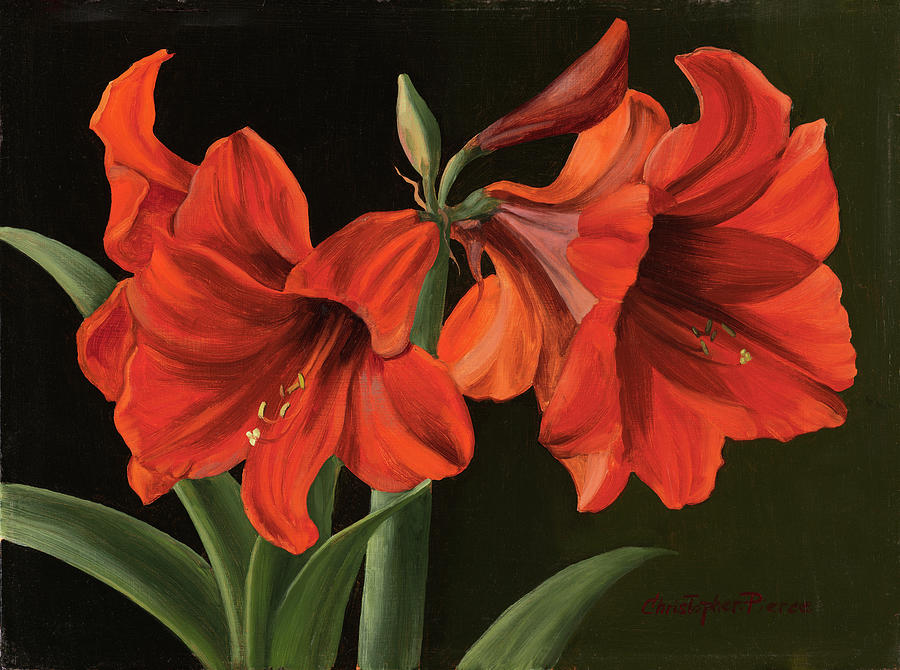 amaryllis painting