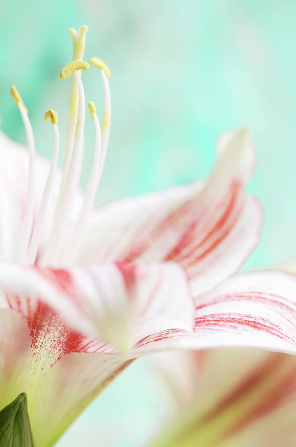 Amaryllis Flower Photograph by Dhmig Photography