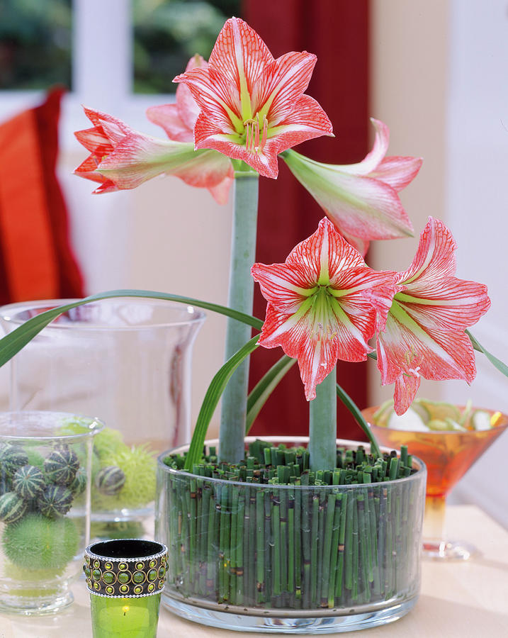 Amaryllis Flowers In Glass With Field Horsetail As Plug-in Aid Photograph by Friedrich Strauss