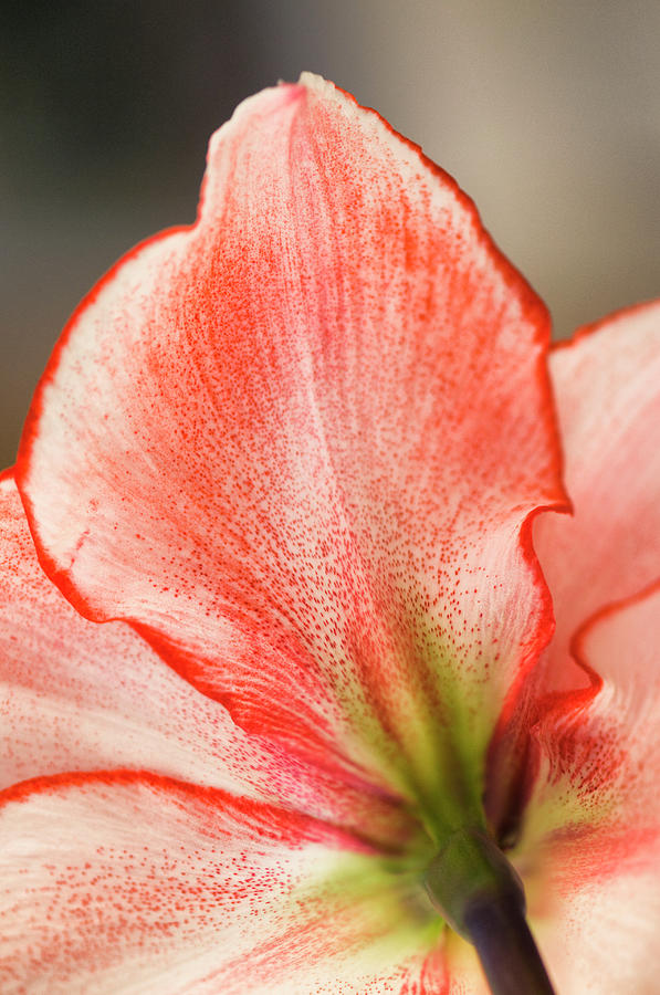 Amaryllis Houseplant In Bloom Photograph by Maria Mosolova