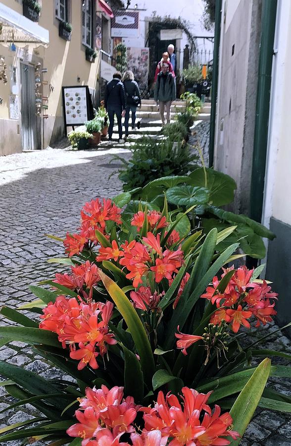 Amaryllis In Portugal Photograph