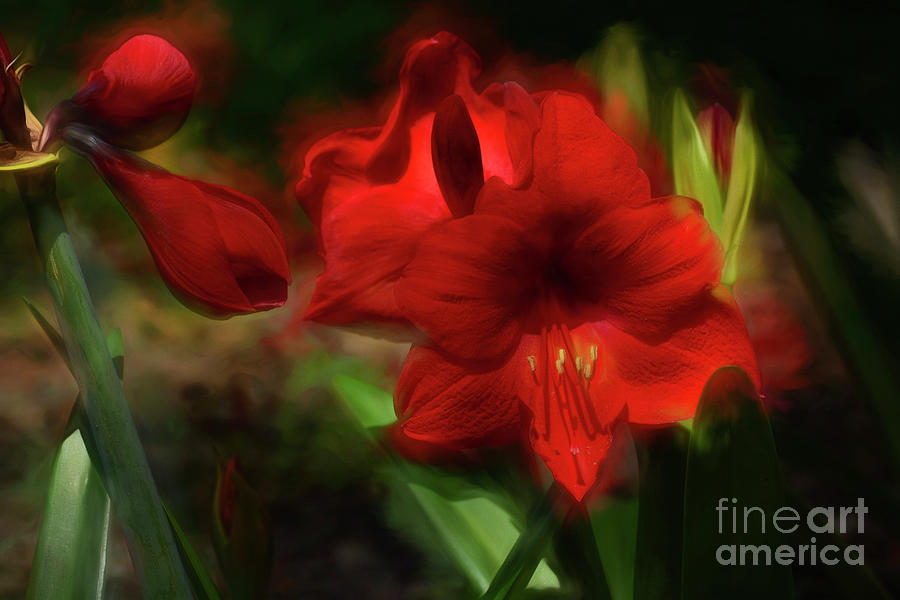 Amaryllis In Spring Photograph by Kathy Baccari
