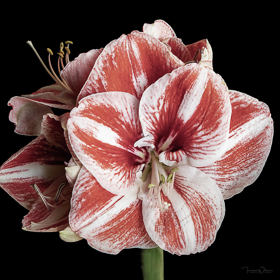 Amaryllis Square on Black by TL Wilson Photography  Photograph by Teresa Wilson