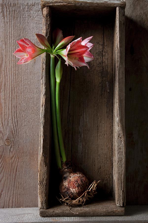 Amaryllis With Bulb In Old Wooden Crate Photograph by Sabine Lscher