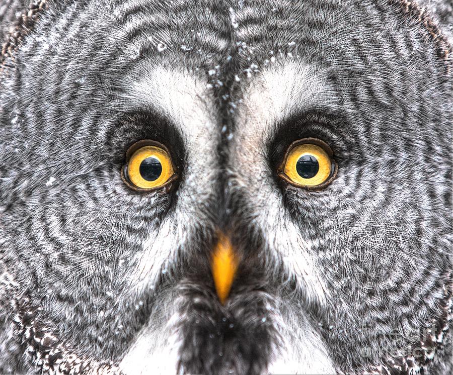 Feather Photograph - Amazed Great Grey Owl Hdr by Pics-xl Feather Photograph - Amazed Great Grey Owl Hdr by Pics-xl