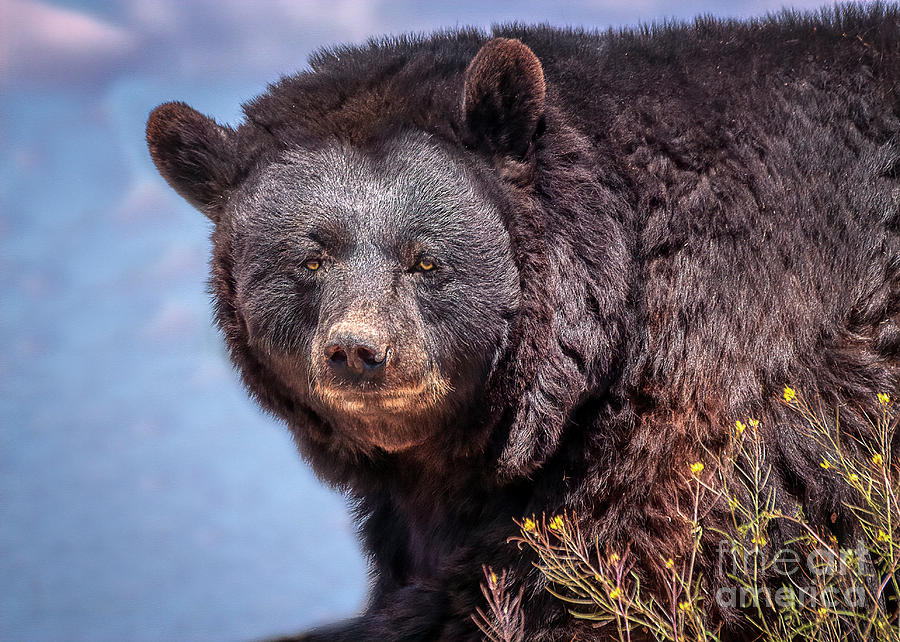Wildlife Photograph - Amazing American Black Bear by Janice Pariza