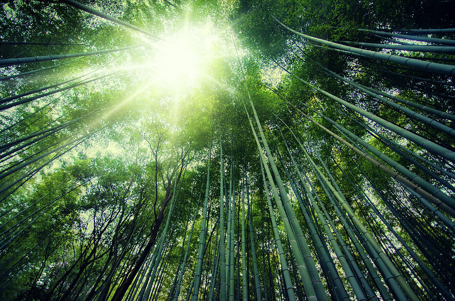 Amazing Bamboo View Photograph by Inhiu All Rights Reserved