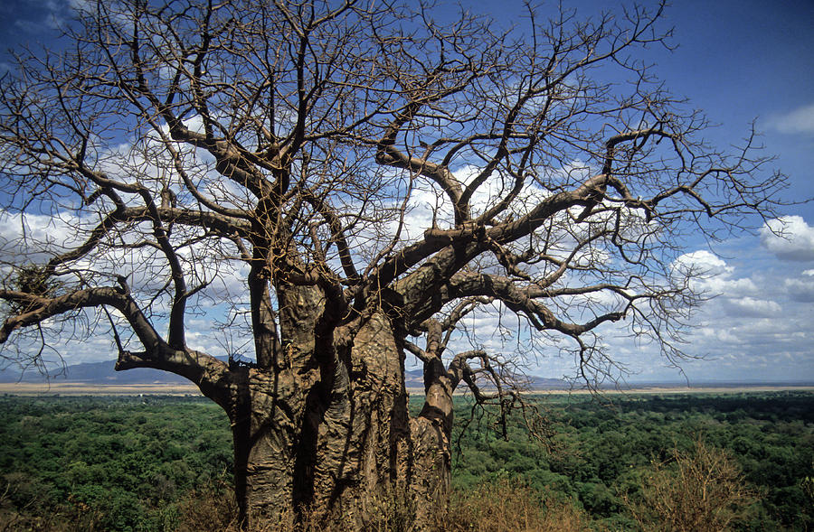 Amazing Baobab Photograph by Patricia Gould