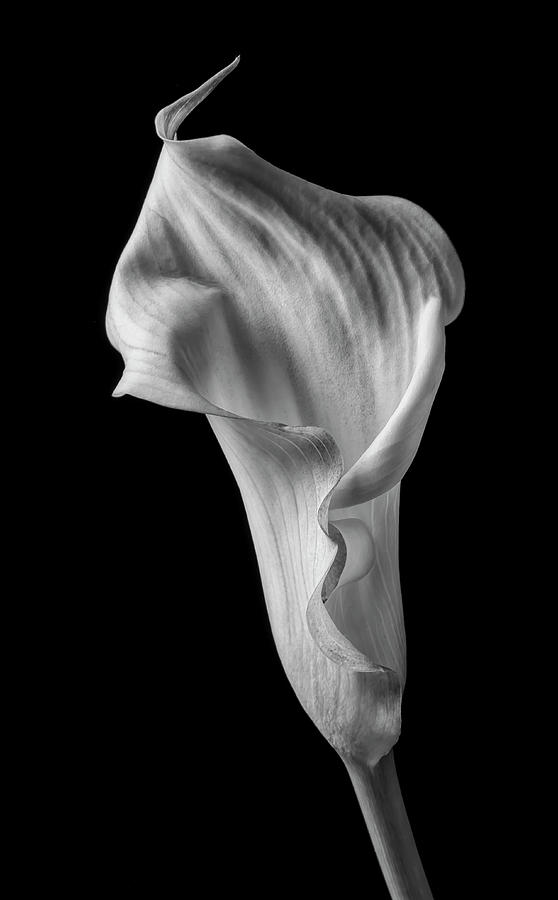 Amazing black And White Calla Lily Photograph by Garry Gay