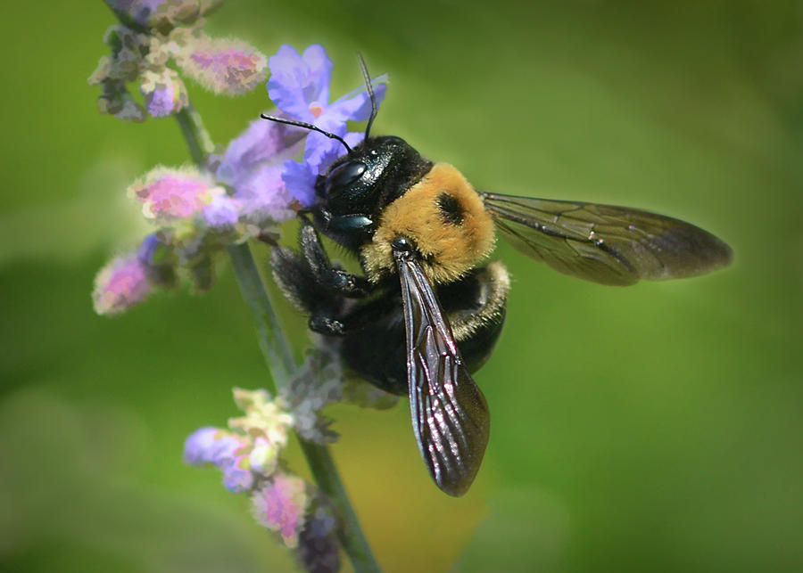 Bumble Bee Photograph - Amazing Bumble Bee by Mary Lynn Giacomini Bumble Bee Photograph - Amazing Bumble Bee by Mary Lynn Giacomini