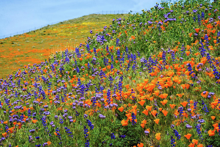 Amazing Colors of the 2019 Wildflower Superbloom Photograph by Lynn Bauer