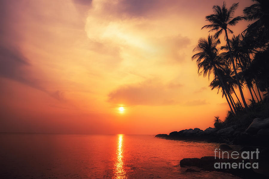 Palm Photograph - Amazing Colors Of Tropical Sunset by Perfect Lazybones Palm Photograph - Amazing Colors Of Tropical Sunset by Perfect Lazybones