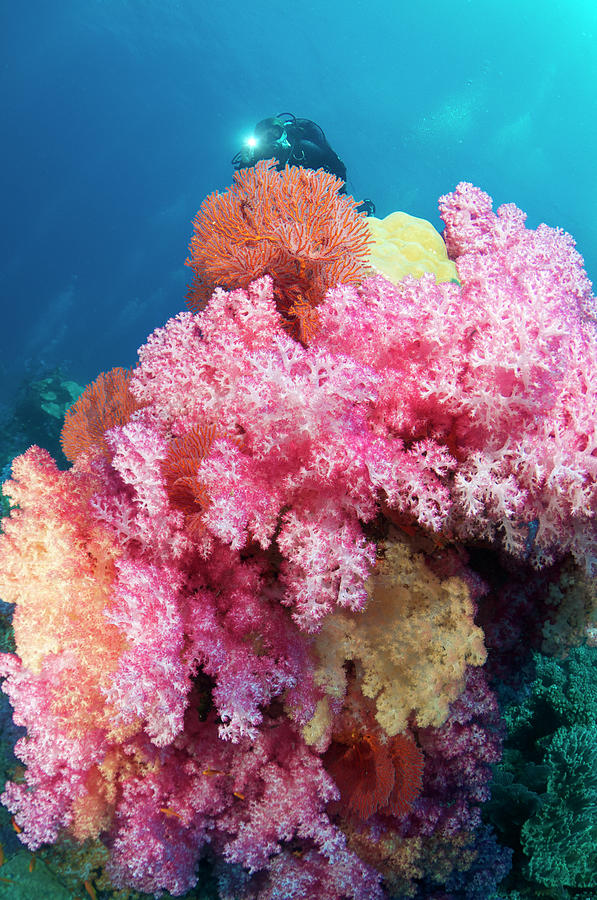 Amazing Coral Reef Photograph by Apsimo1