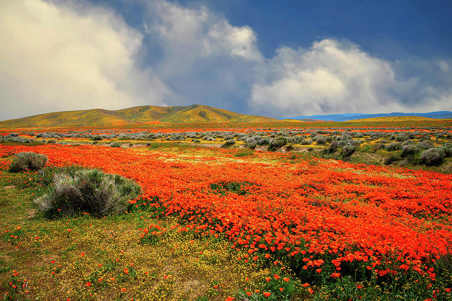 Amazing Days of the 2019 Superbloom by Lynn Bauer Amazing Days of the 2019 Superbloom by Lynn Bauer