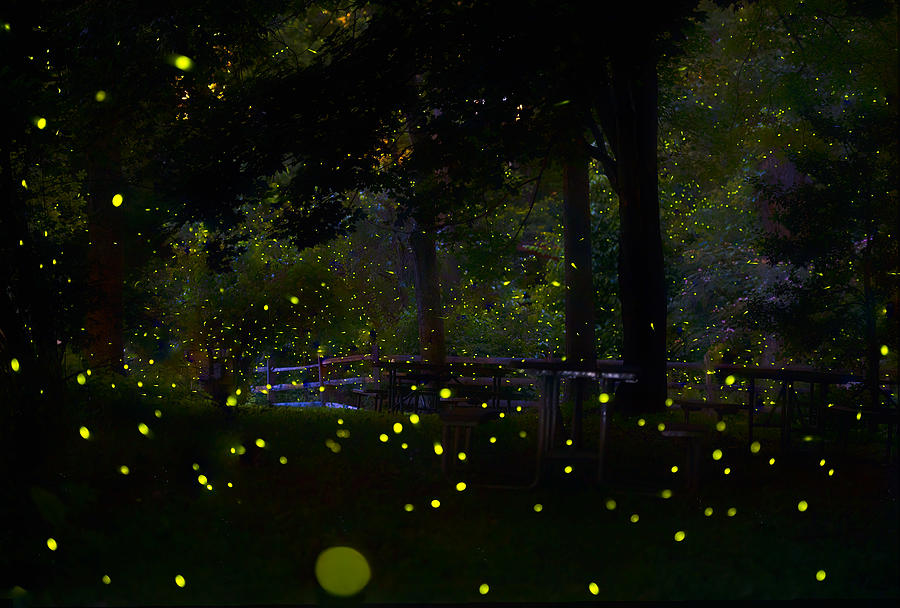 Fireflies Photograph - Amazing Fireflies Light by Ken Liang
