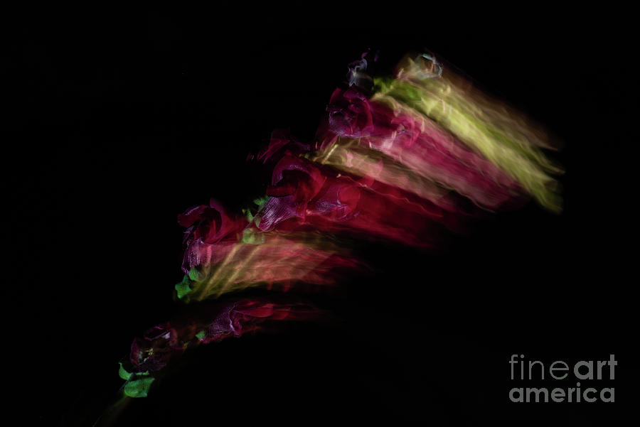 Amazing Flower Of Snapdragons Photograph by Valerie Kovt Amazing Flower Of Snapdragons Photograph by Valerie Kovt