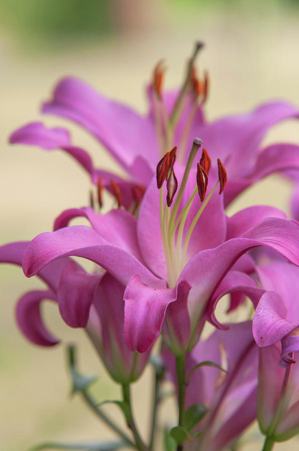 Amazing Grace of Lilies - Brusago 1 Photograph by Jenny Rainbow