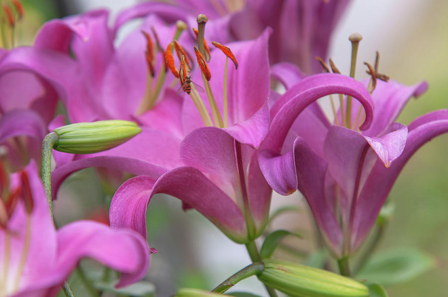 Amazing Grace of Lilies - Brusago Photograph by Jenny Rainbow