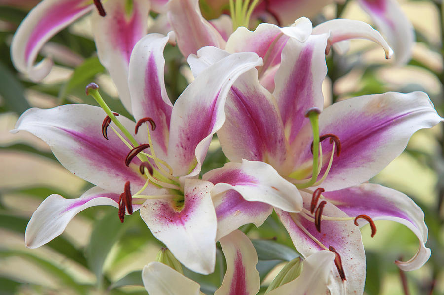 Amazing Grace of Lilies - Candy Club CloseUp Photograph by Jenny Rainbow