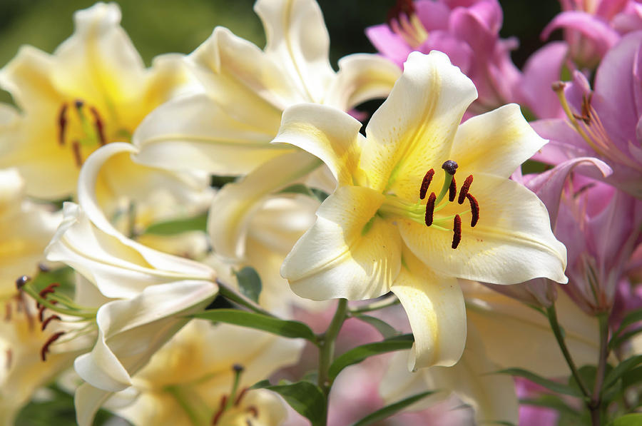 Amazing Grace of Lilies - Conca dOr 2 Photograph by Jenny Rainbow