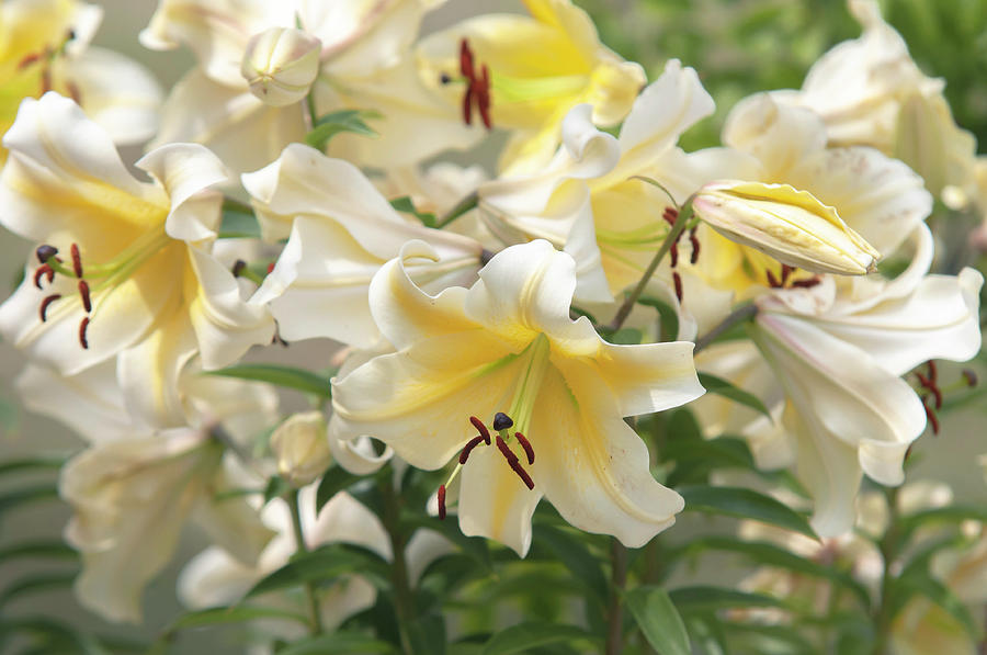 Amazing Grace of Lilies - Conca dOr 3 Photograph by Jenny Rainbow