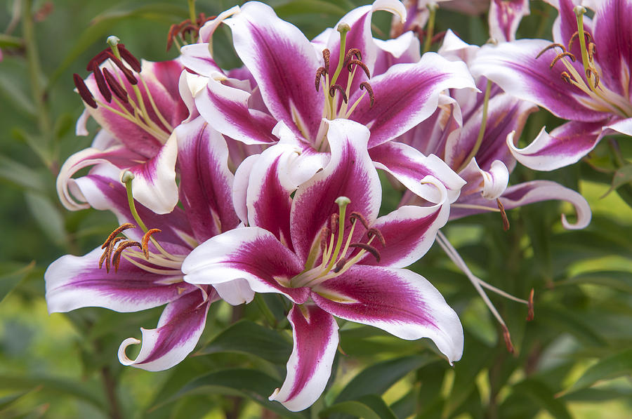 Amazing Grace of Lilies - Flashpoint Photograph by Jenny Rainbow