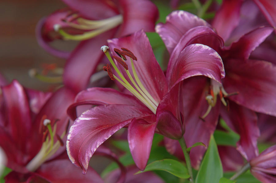 Amazing Grace of Lilies - Formia Photograph by Jenny Rainbow