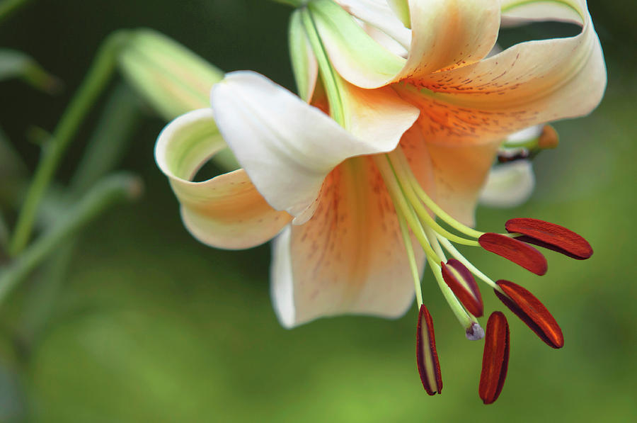 Amazing Grace of Lilies - Mister Cas CloseUp Photograph by Jenny Rainbow