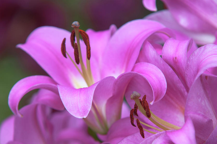 Amazing Grace of Lilies - Pink Palace CloseUp 1 Photograph by Jenny Rainbow
