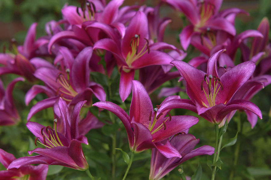 Amazing Grace Of Lilies - Redford 1 Photograph by Jenny Rainbow