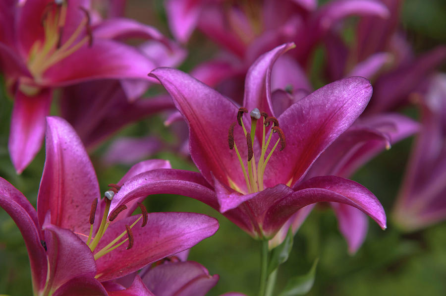 Amazing Grace of Lilies - Redford 2 Photograph by Jenny Rainbow