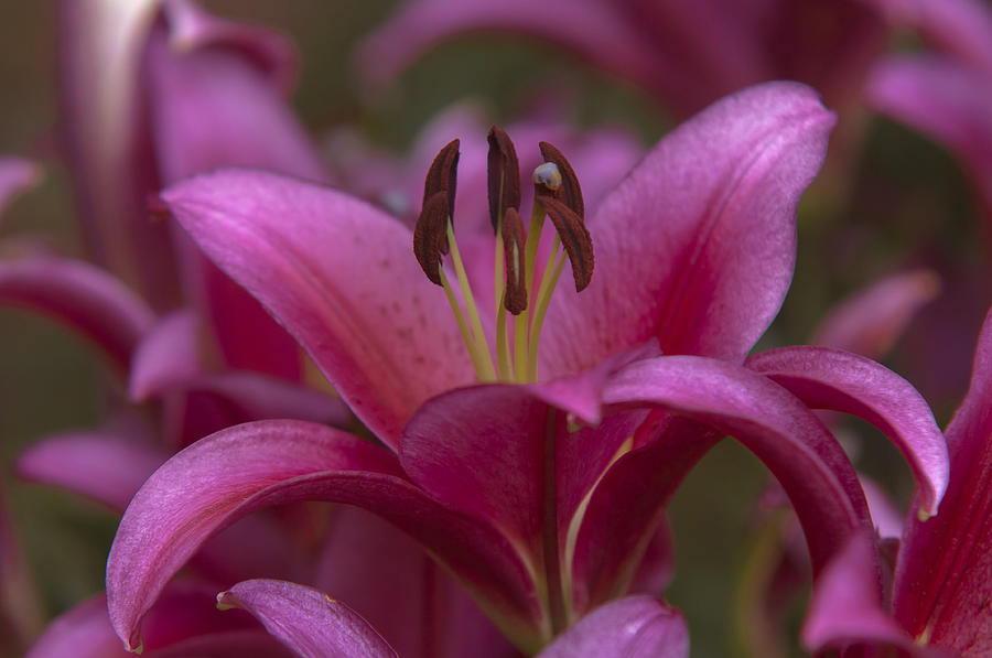 Amazing Grace of Lilies - Redford Photograph by Jenny Rainbow