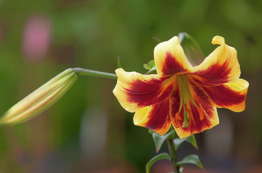Amazing Grace of Lilies - Robert Swanson 1 Photograph by Jenny Rainbow