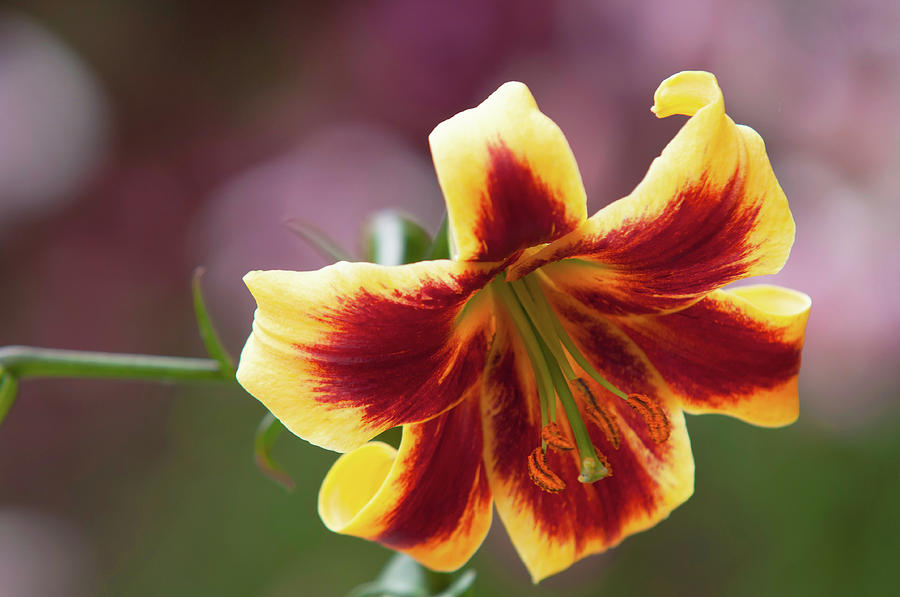 Amazing Grace of Lilies - Robert Swanson 2 Photograph by Jenny Rainbow