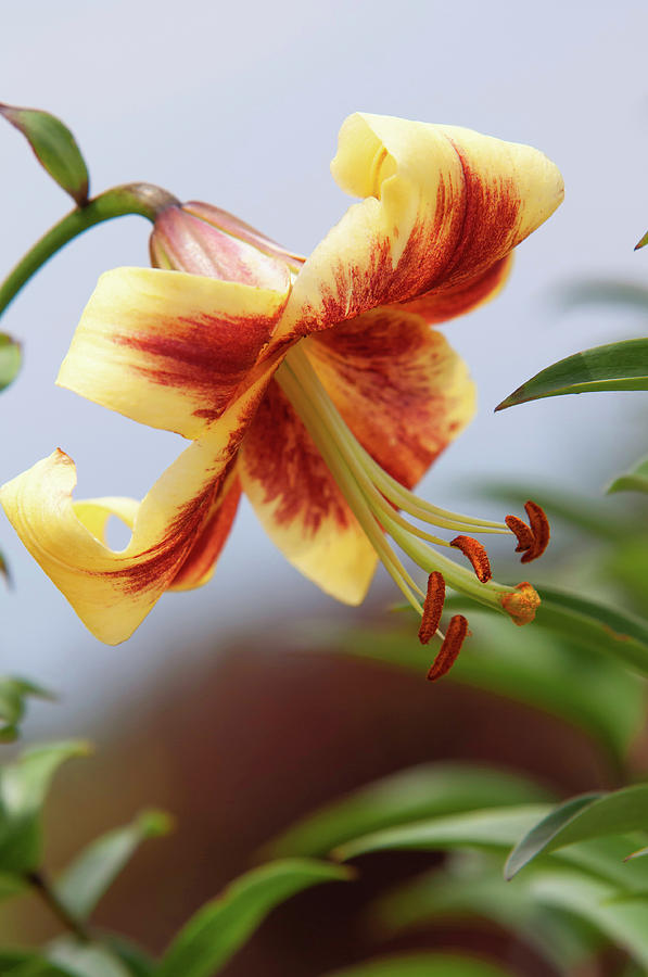 Amazing Grace of Lilies - Robert Swanson 3  Photograph by Jenny Rainbow