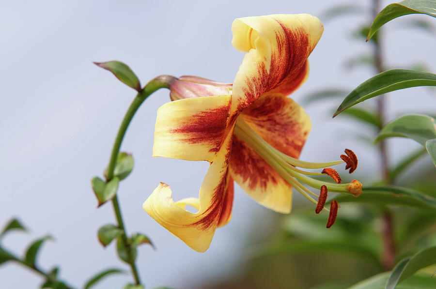 Amazing Grace of Lilies - Robert Swanson 4 Photograph by Jenny Rainbow