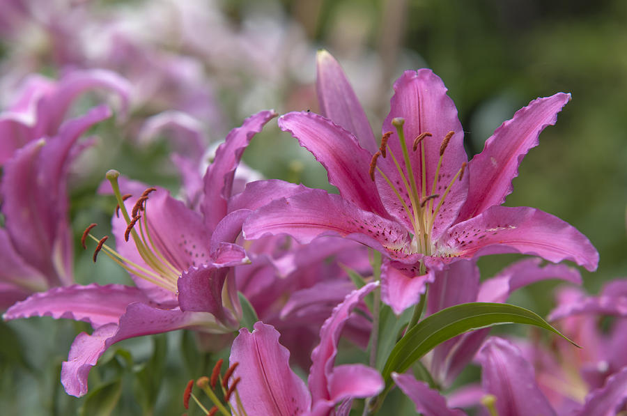 Amazing Grace of Lilies - Vancouver 1 Photograph by Jenny Rainbow