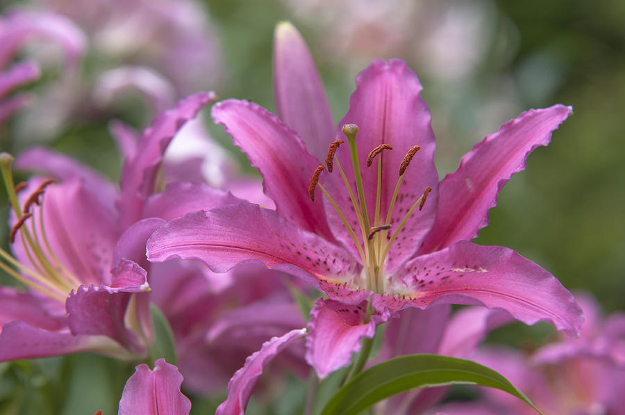  Amazing Grace of Lilies - Vancouver 2 Photograph by Jenny Rainbow