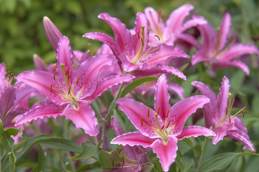 Amazing Grace of Lilies - Vancouver Photograph by Jenny Rainbow - Fine ...