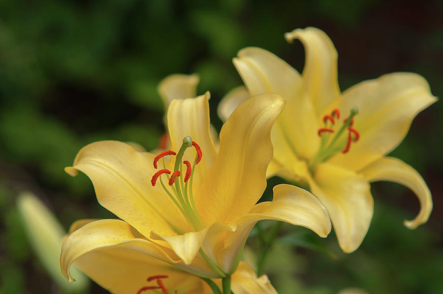 Amazing Grace of Lilies - Vong 1 Photograph by Jenny Rainbow