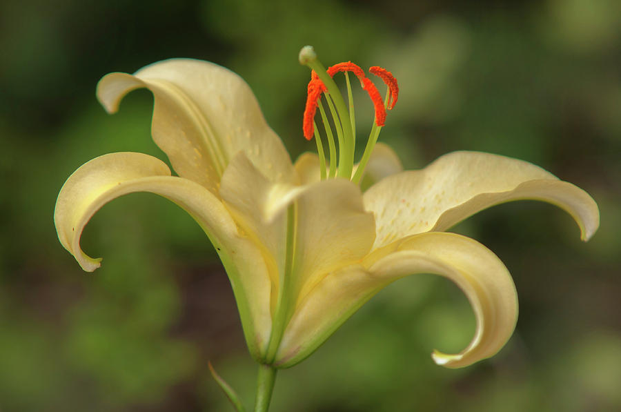 Amazing Grace Of Lilies - Vong Closeup 1 Photograph by Jenny Rainbow