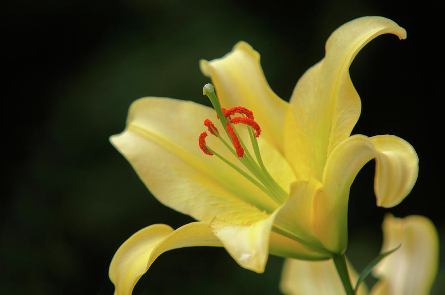Amazing Grace of Lilies - Vong CloseUp Photograph by Jenny Rainbow